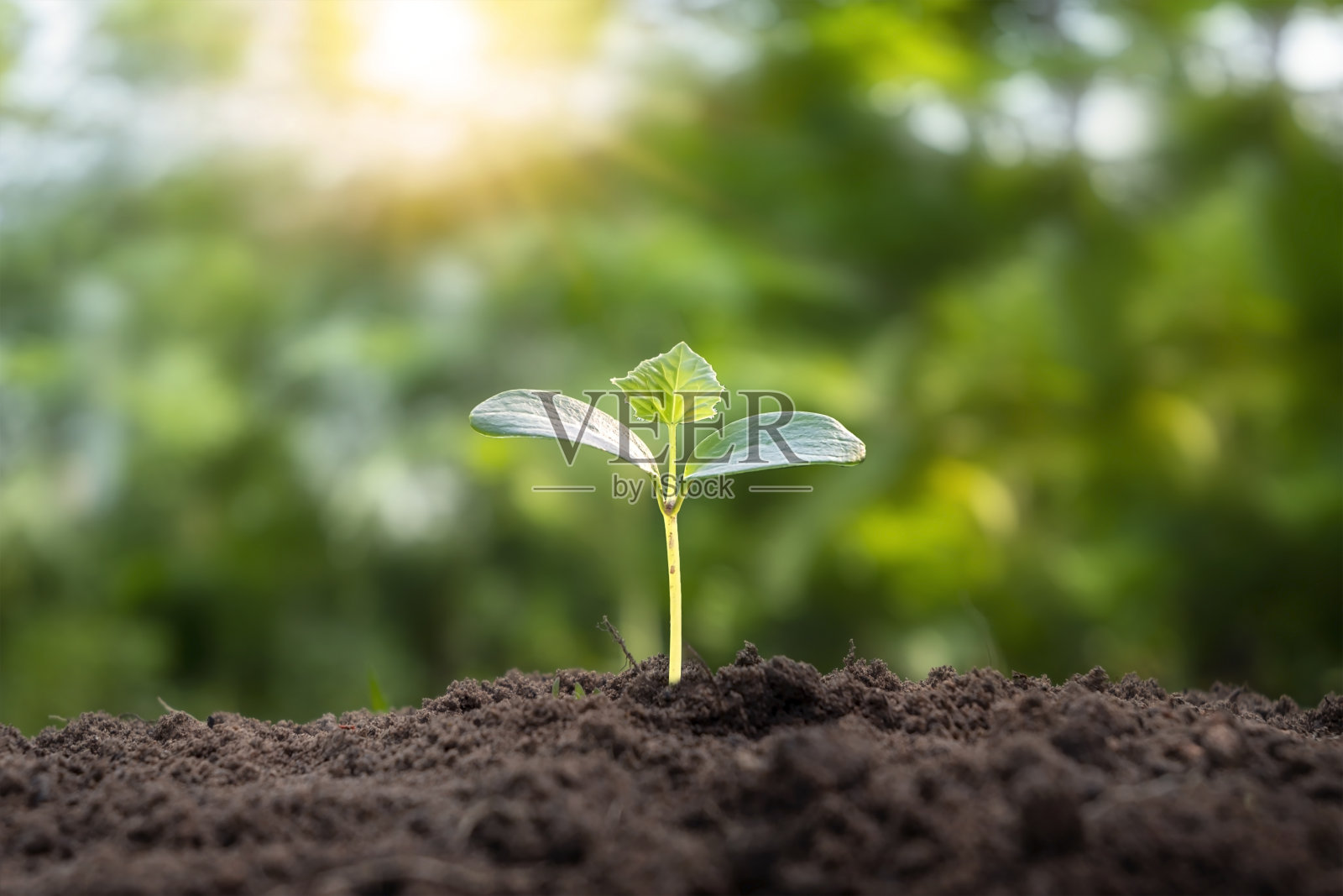 一棵小树独自生长在一个模糊的绿色背景下，环保理念和世界环境日。照片摄影图片