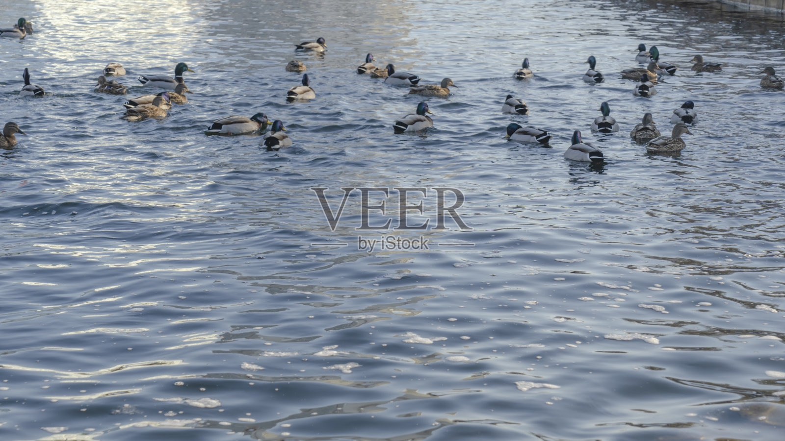 在城市开放水域附近的冬季河流上，有水鸟和鸭子。一群鸭子在冰冷的水中。照片摄影图片