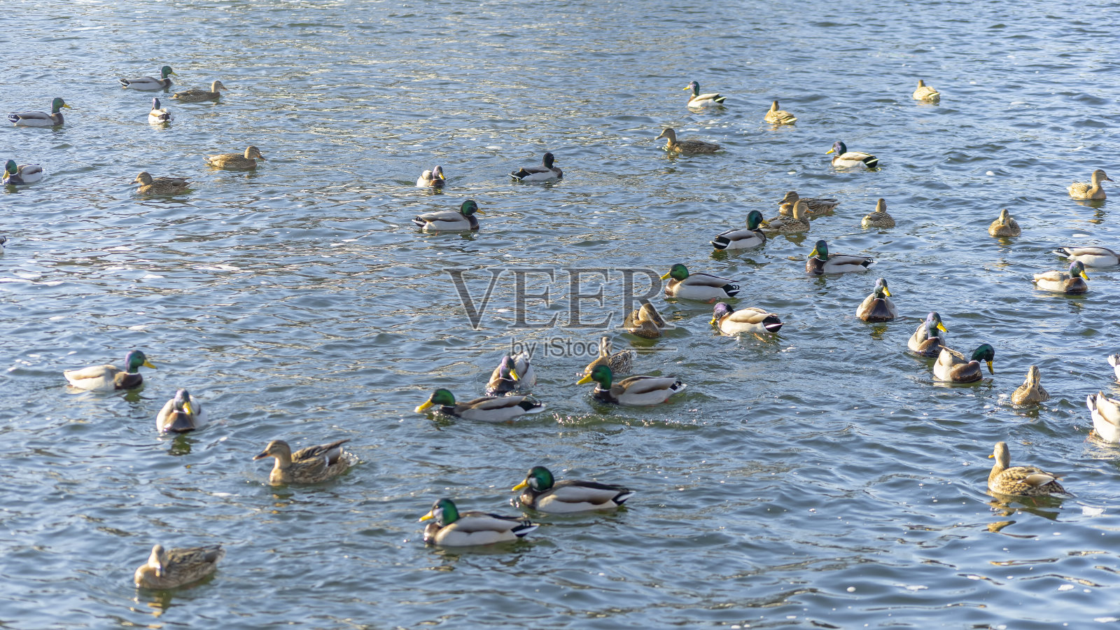 在城市开放水域附近的冬季河流上，有水鸟和鸭子。有选择性的重点。散焦前景。照片摄影图片
