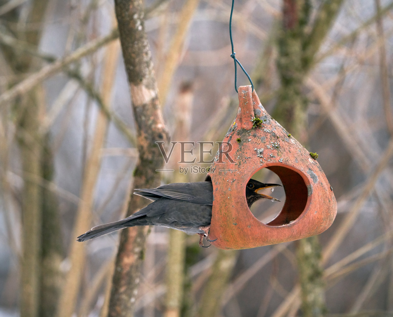 挪威奥斯陆，喂鸟器上常见的画眉照片摄影图片