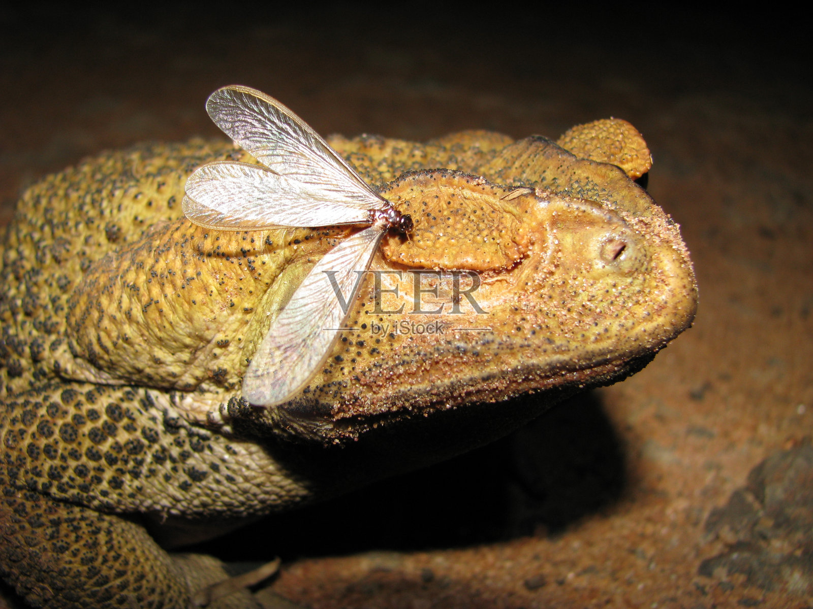 巴西的青蛙照片摄影图片