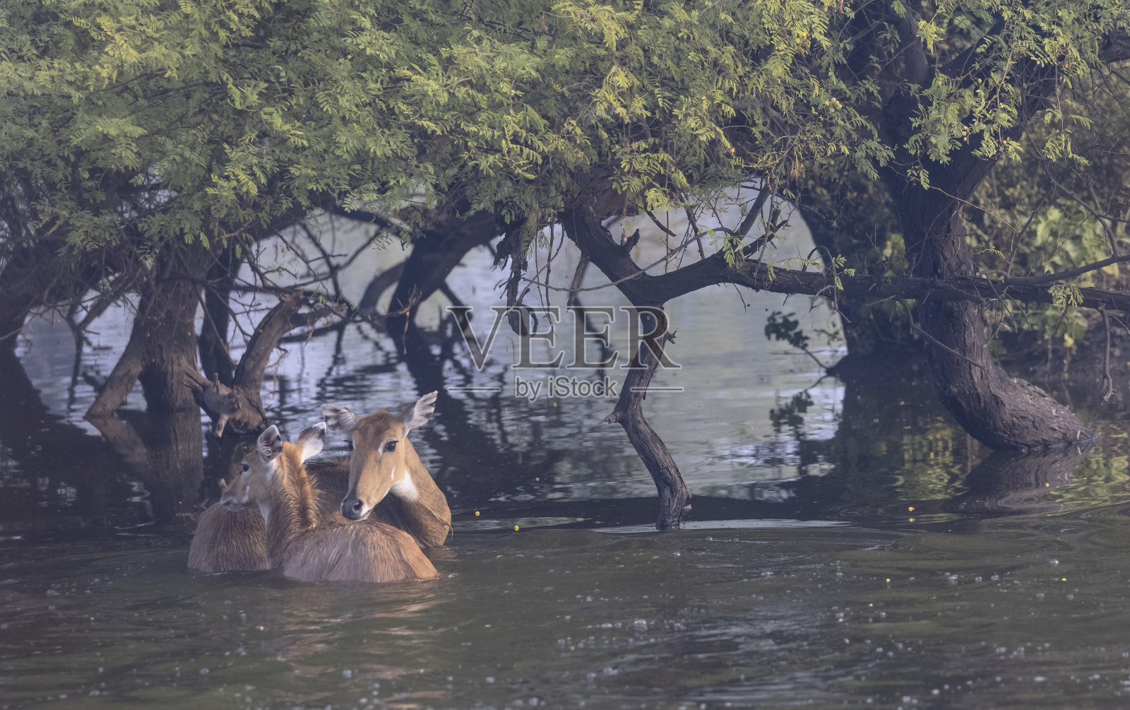 蓝色的牛照片摄影图片