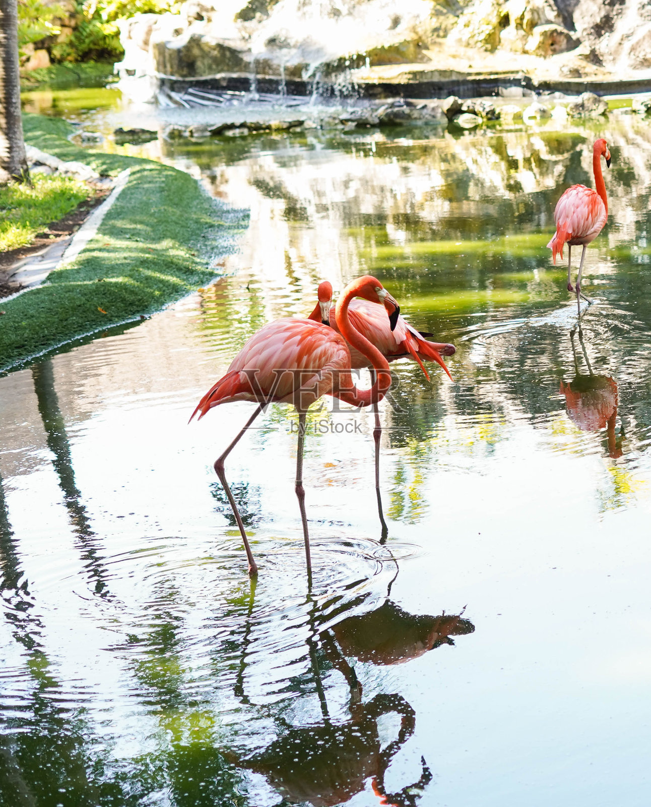 一群粉红色的火烈鸟照片摄影图片