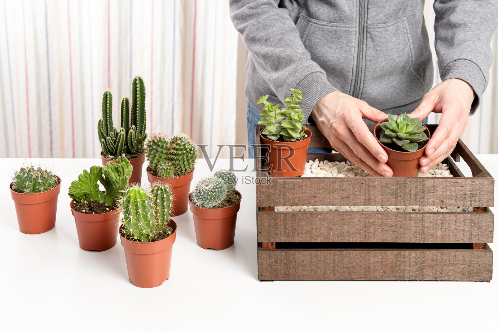 男子将仙人掌盆放入一个装饰木盒子照片摄影图片