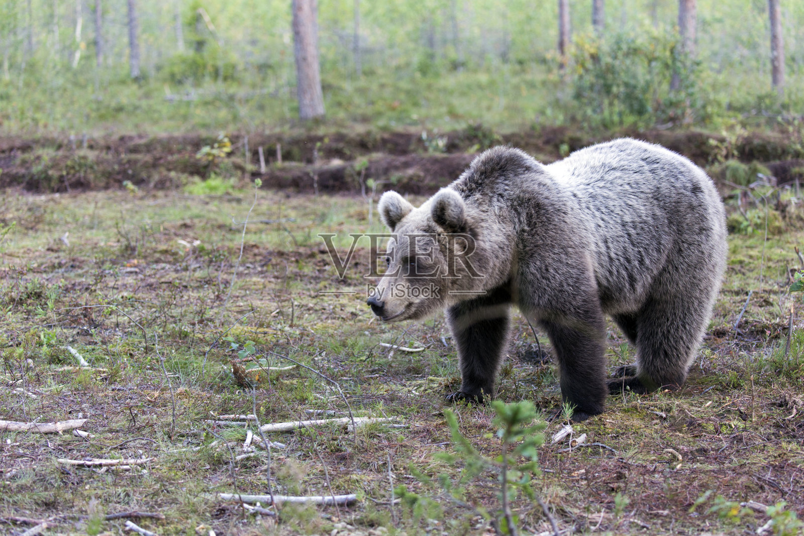野生棕熊的图片照片摄影图片
