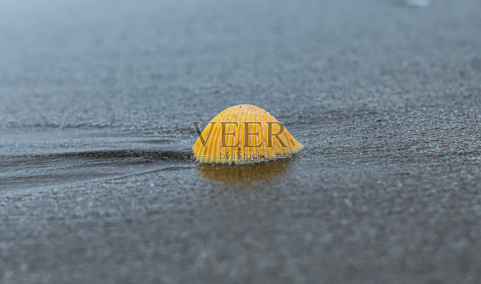 夏日沙滩上的贝壳照片，为您的装饰腾出空间。沙滩上的贝壳。沙滩上五颜六色的贝壳。照片摄影图片