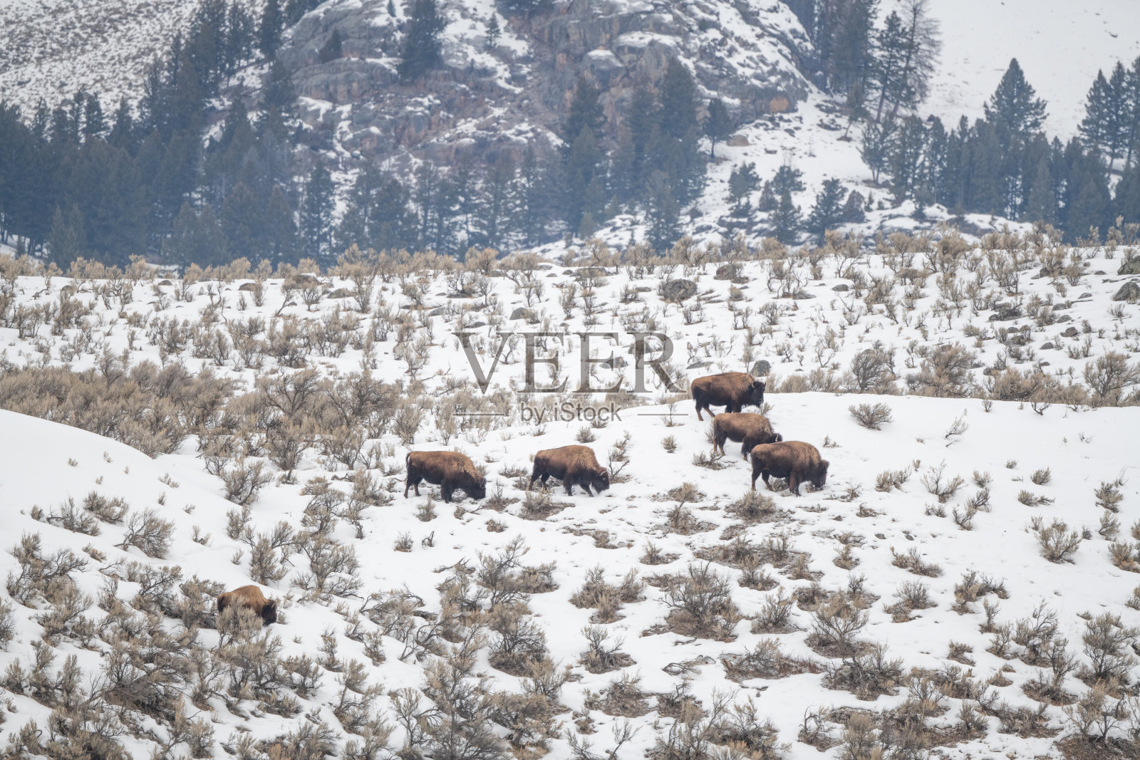 一群野牛或水牛边走边吃东西照片摄影图片