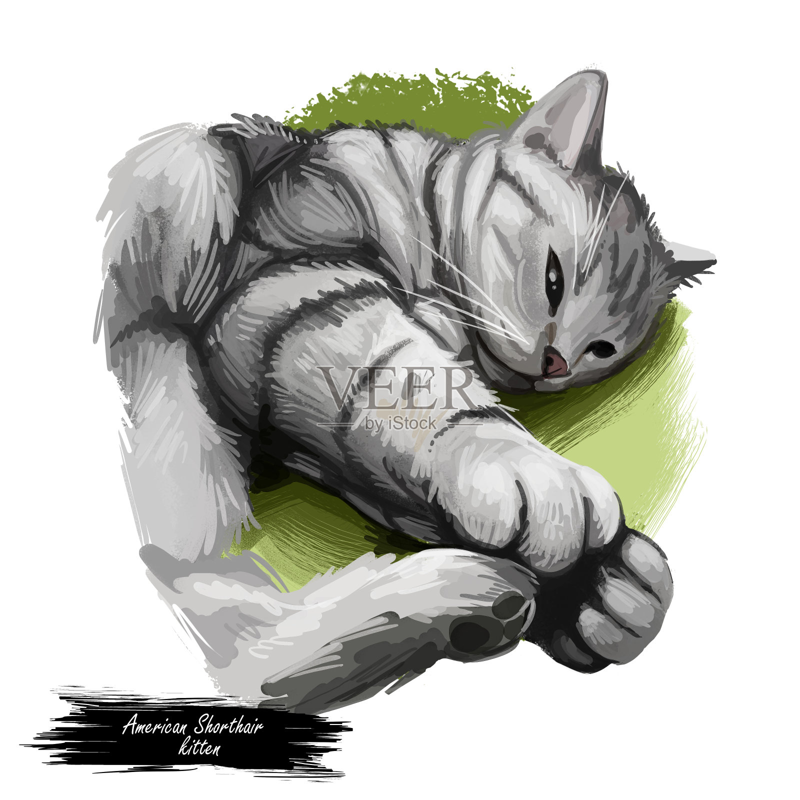 美国短毛猫孤立于白色背景。手绘kitty的数字艺术插图。小猫短毛中等大小，被毛灰黑色。家庭宠物睡在毯子上。插画图片素材