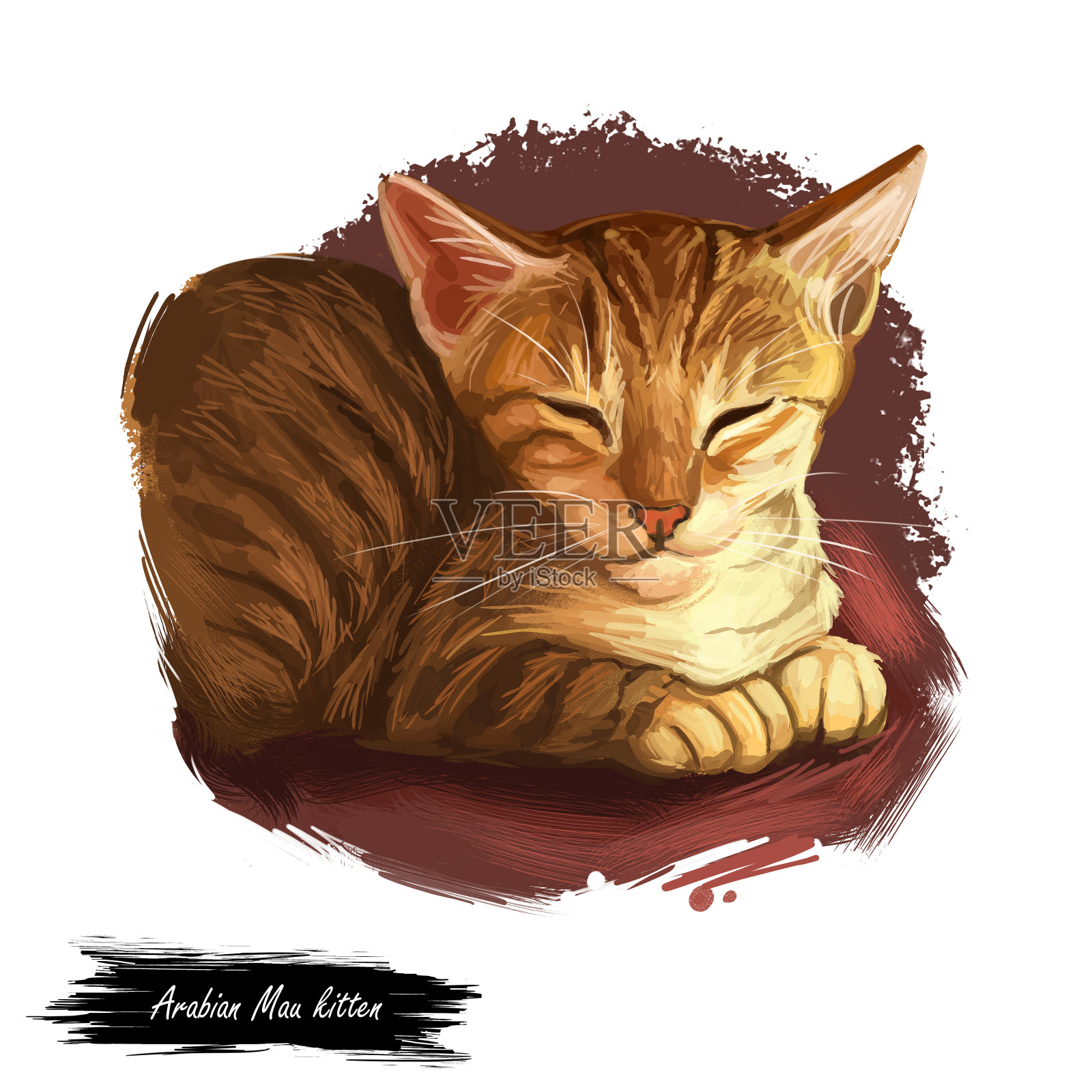 阿拉伯猫或埃及猫白色背景上的数字艺术插画：手绘小猫，短毛中等体型，双色、白色和灰色被毛，宠物用舌头舔毛插画图片素材