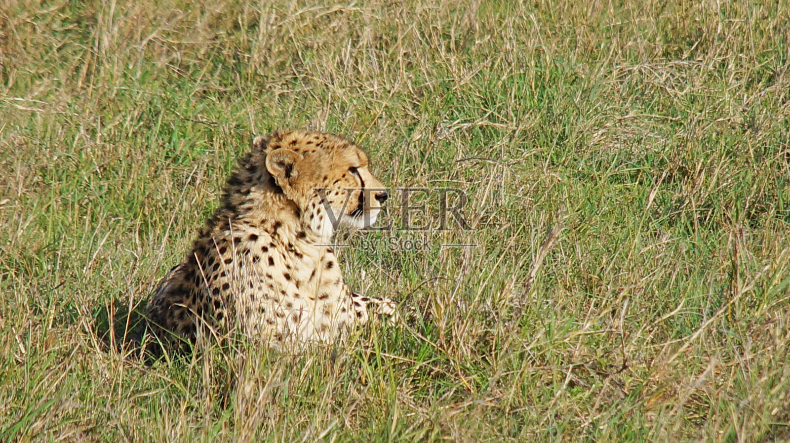 猎豹照片摄影图片