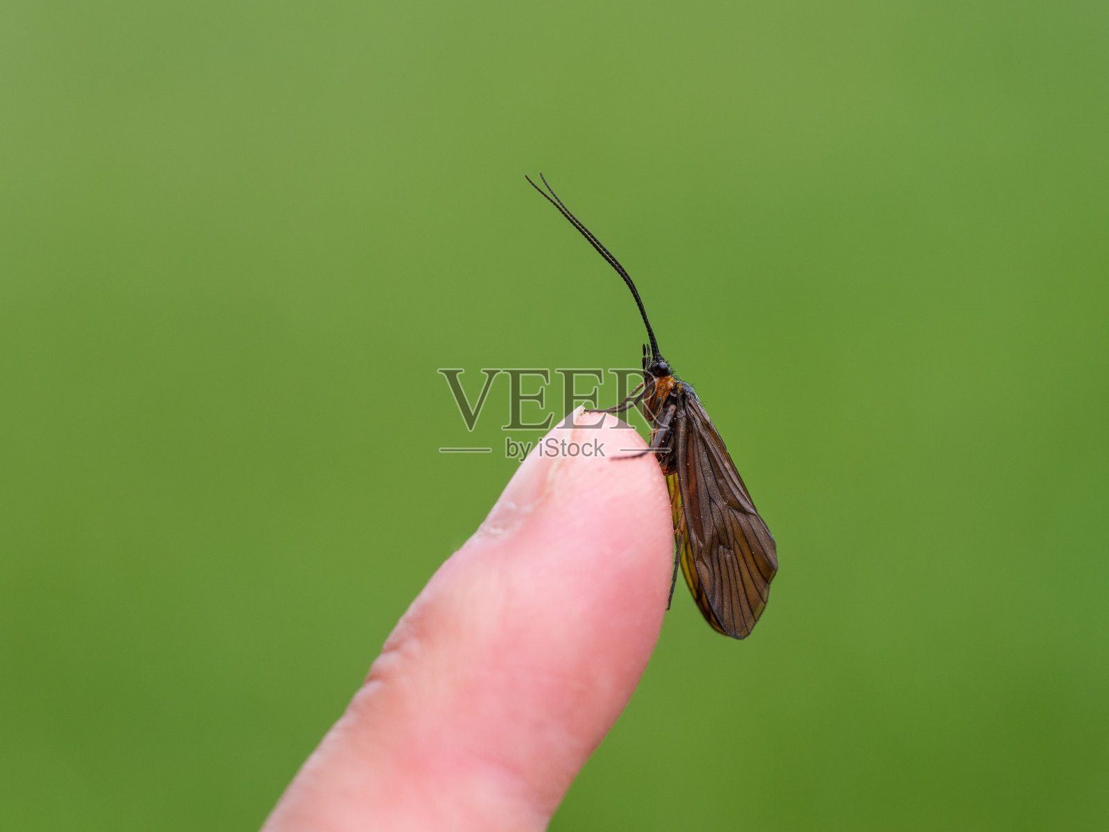 人手指上的短肢石蛉照片摄影图片
