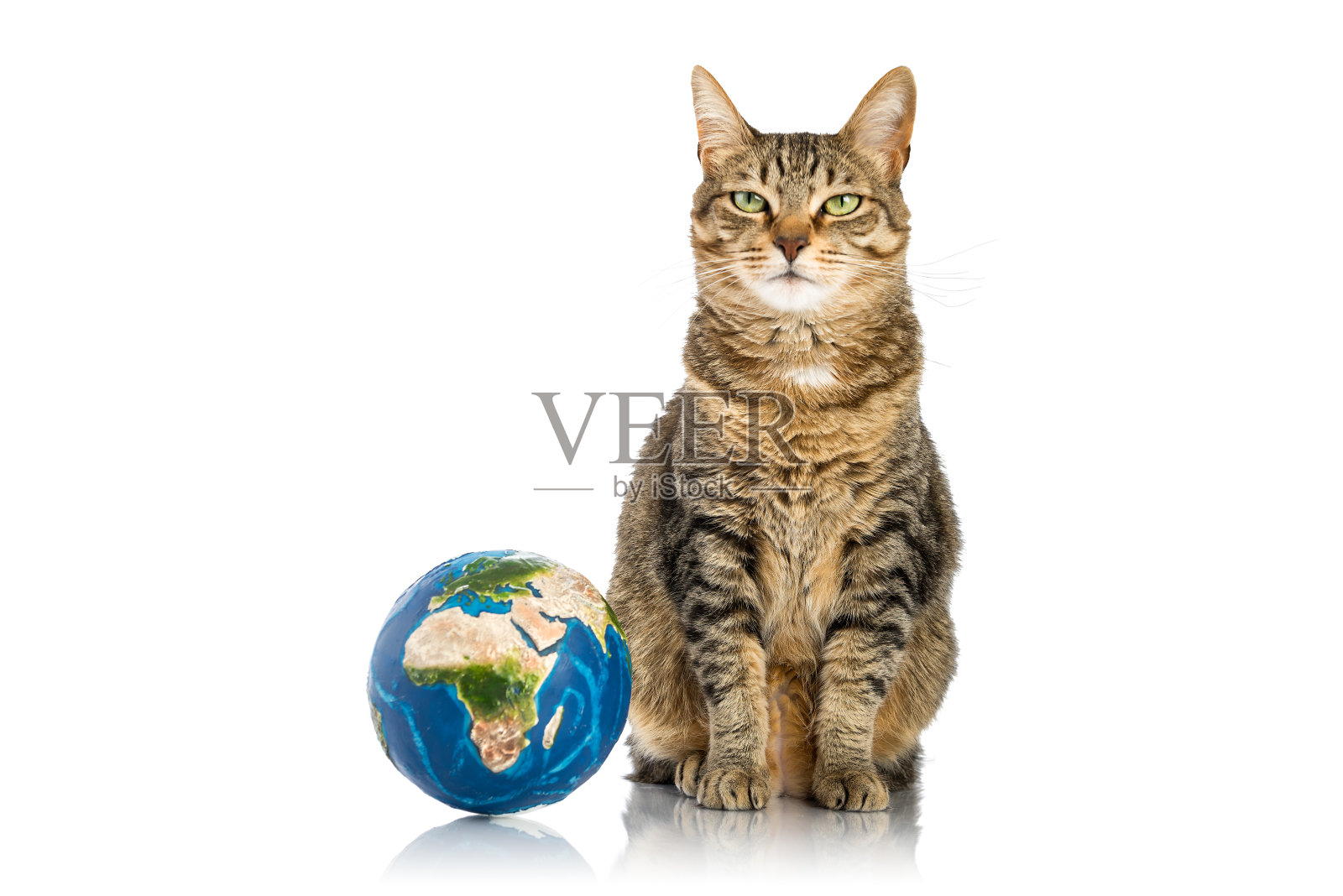 猫的世界照片摄影图片