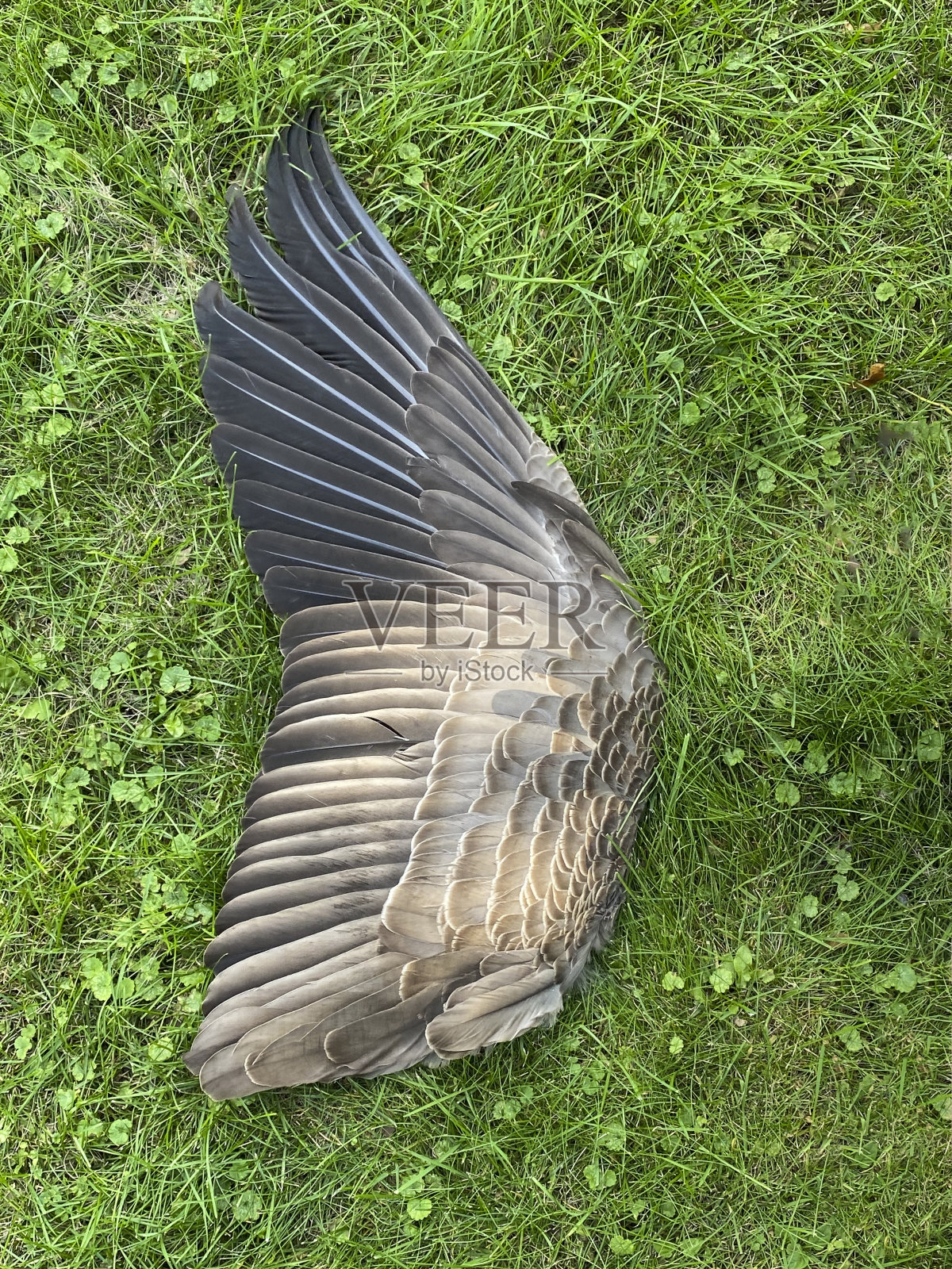 鹅的翅膀在草地上照片摄影图片