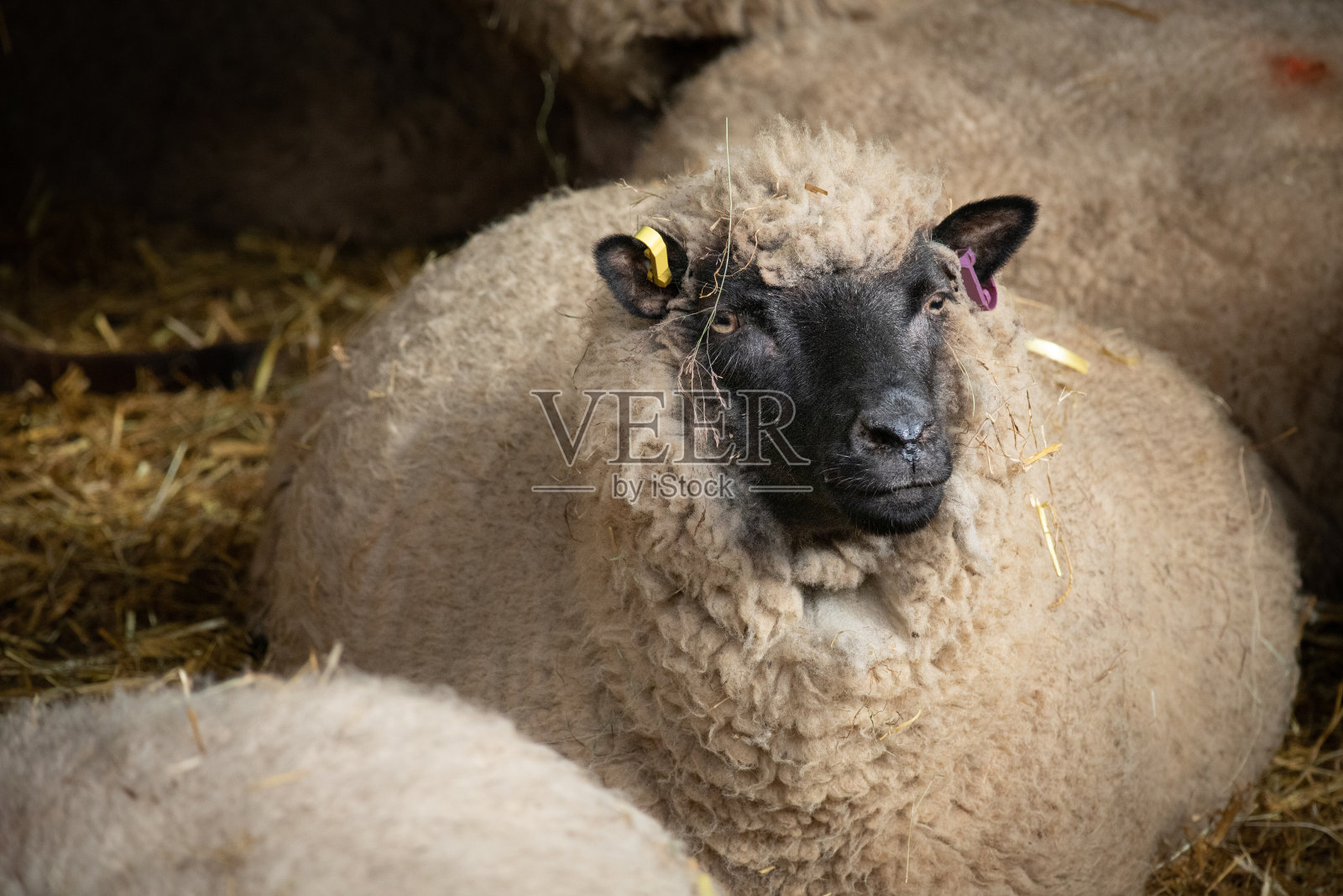一只怀孕的母羊坐下的肖像照片摄影图片