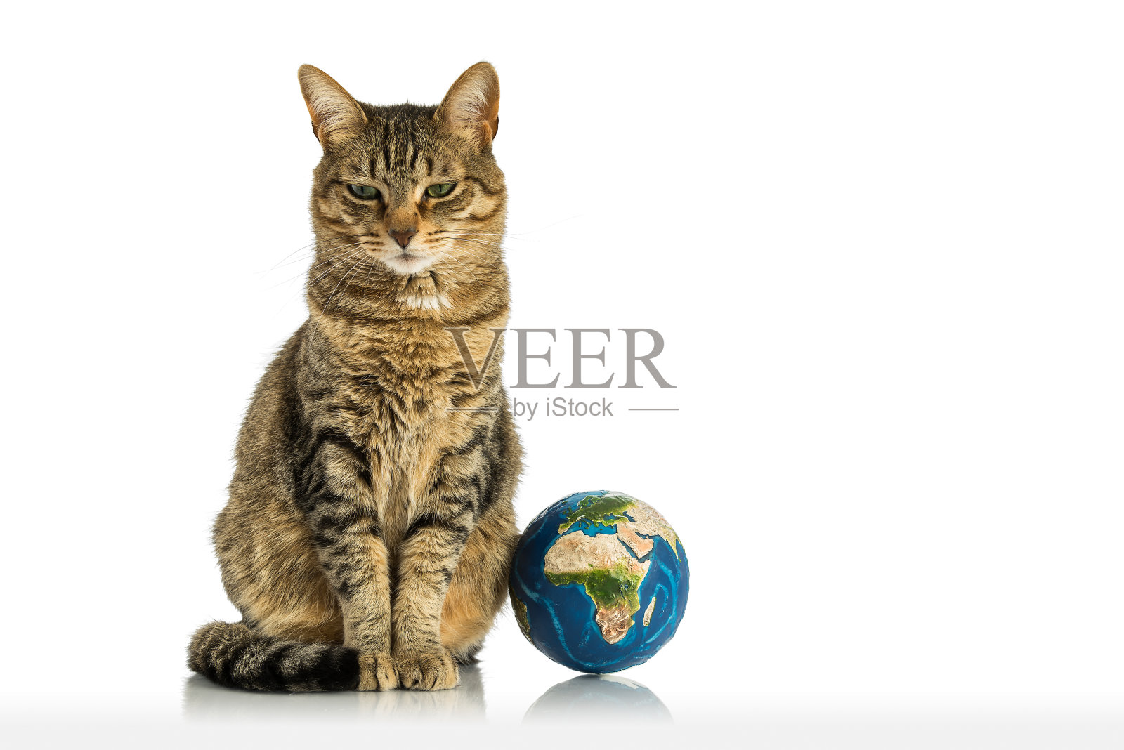 猫的世界照片摄影图片