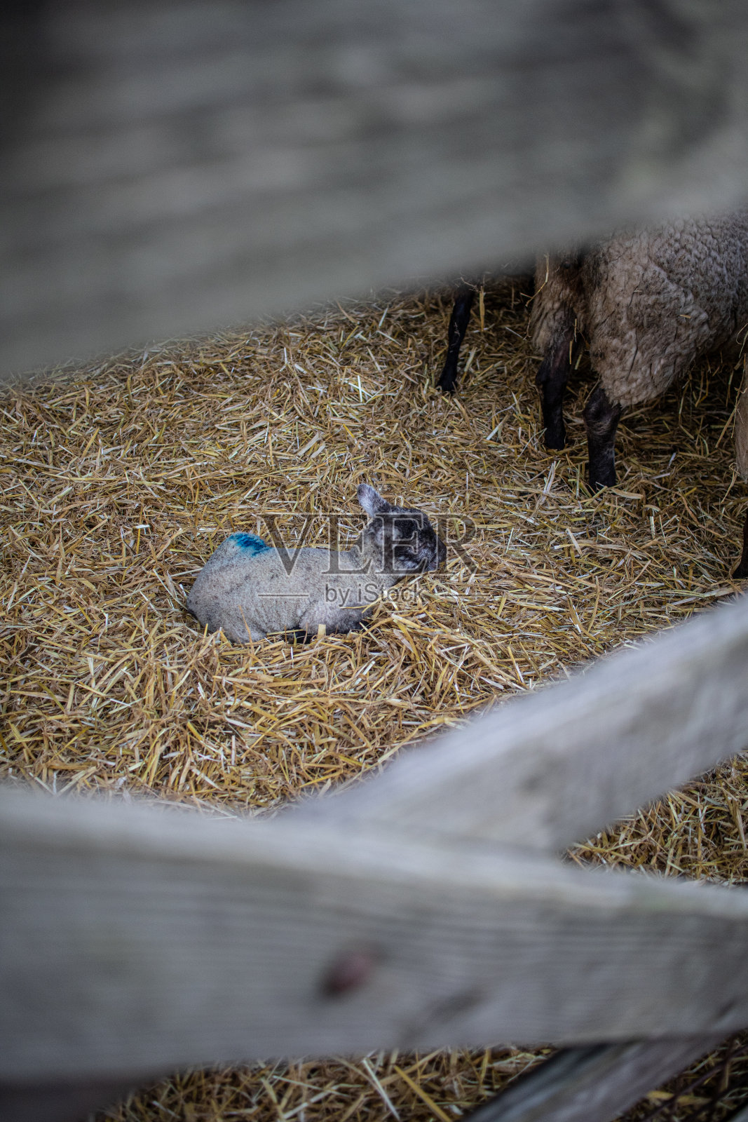 可爱的新出生的小羊羔，在谷仓外盖着稻草的围栏里。照片摄影图片