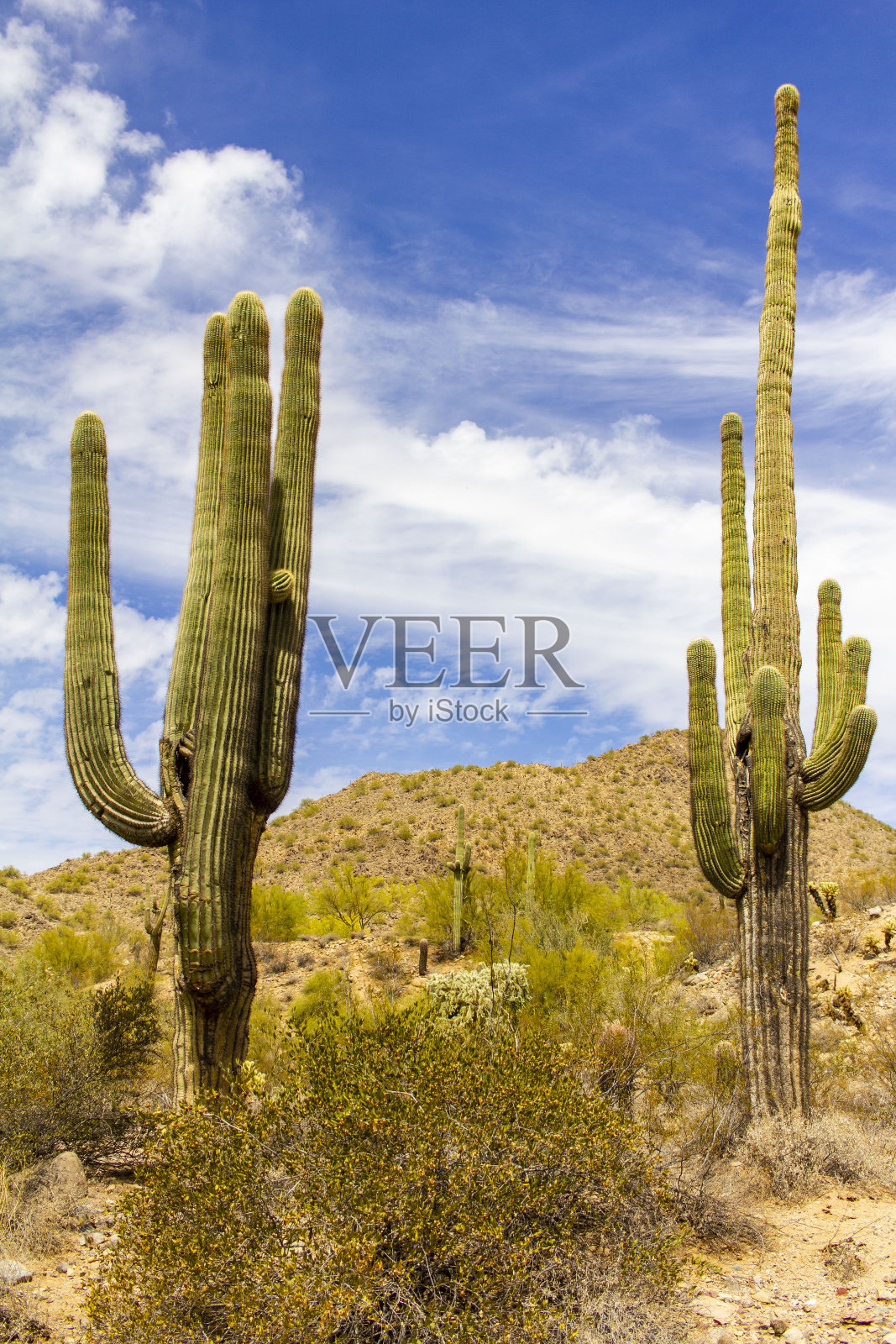 两棵高大的仙人掌，背景是一座山照片摄影图片