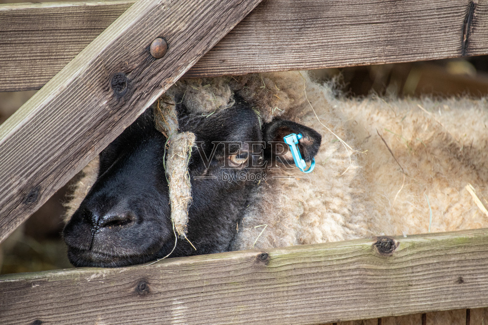 在牲口棚外，一只厚脸皮的绵羊在围栏里偷窥照片摄影图片