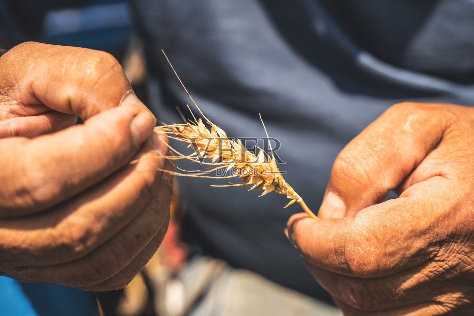 健康的有机食品照片摄影图片