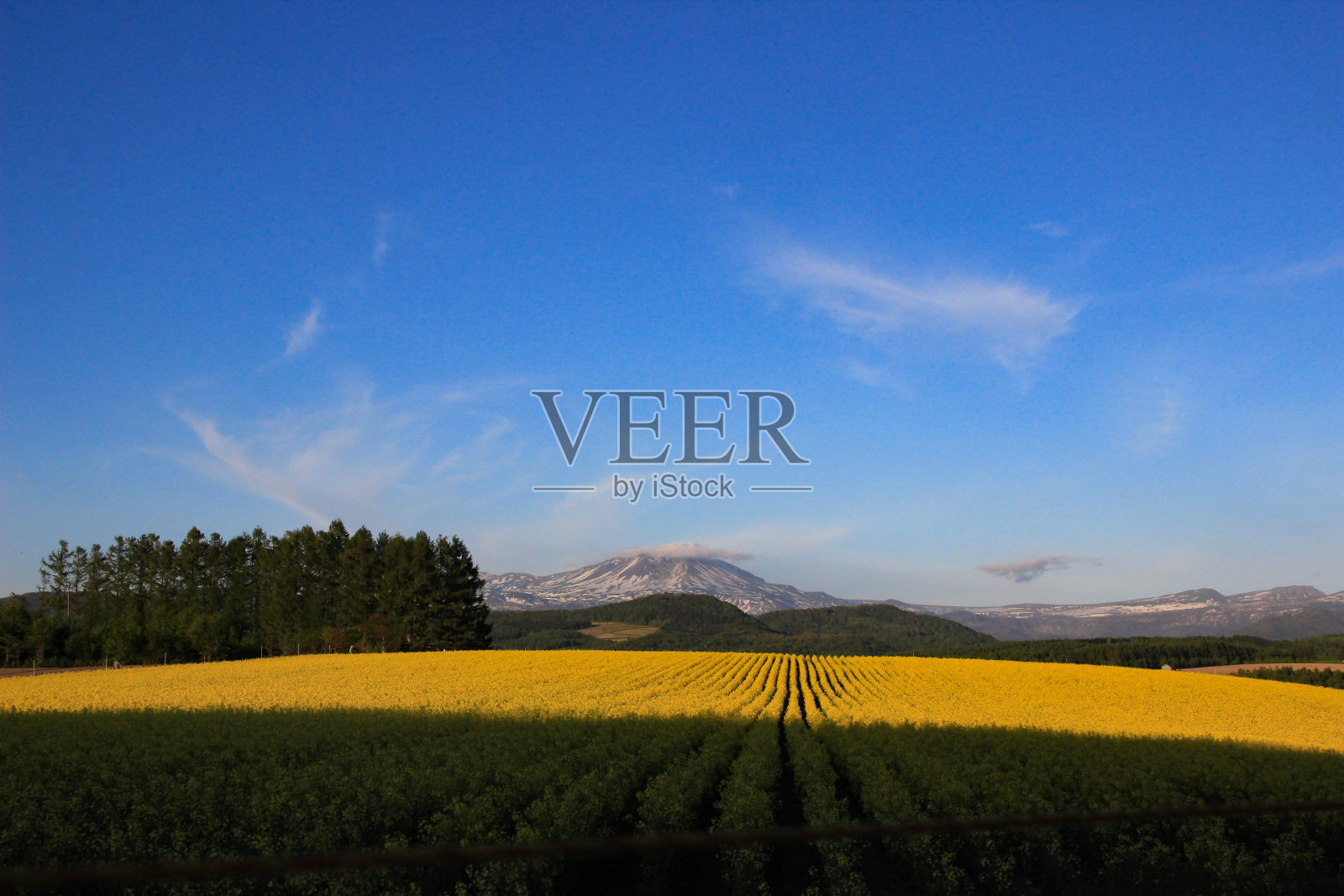 夏天的山上有雪和油菜花田照片摄影图片