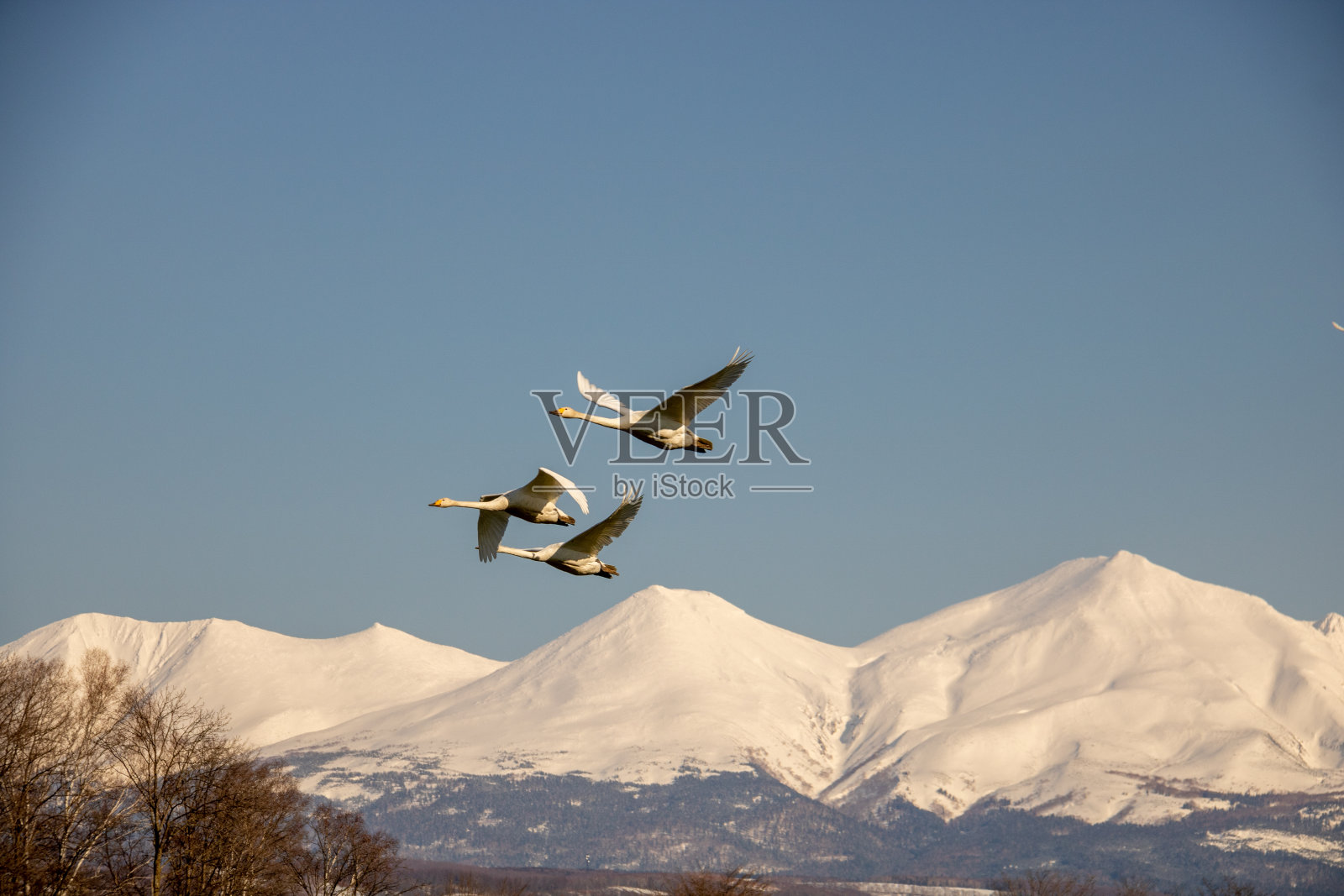 雪山和天鹅在天空中飞翔照片摄影图片