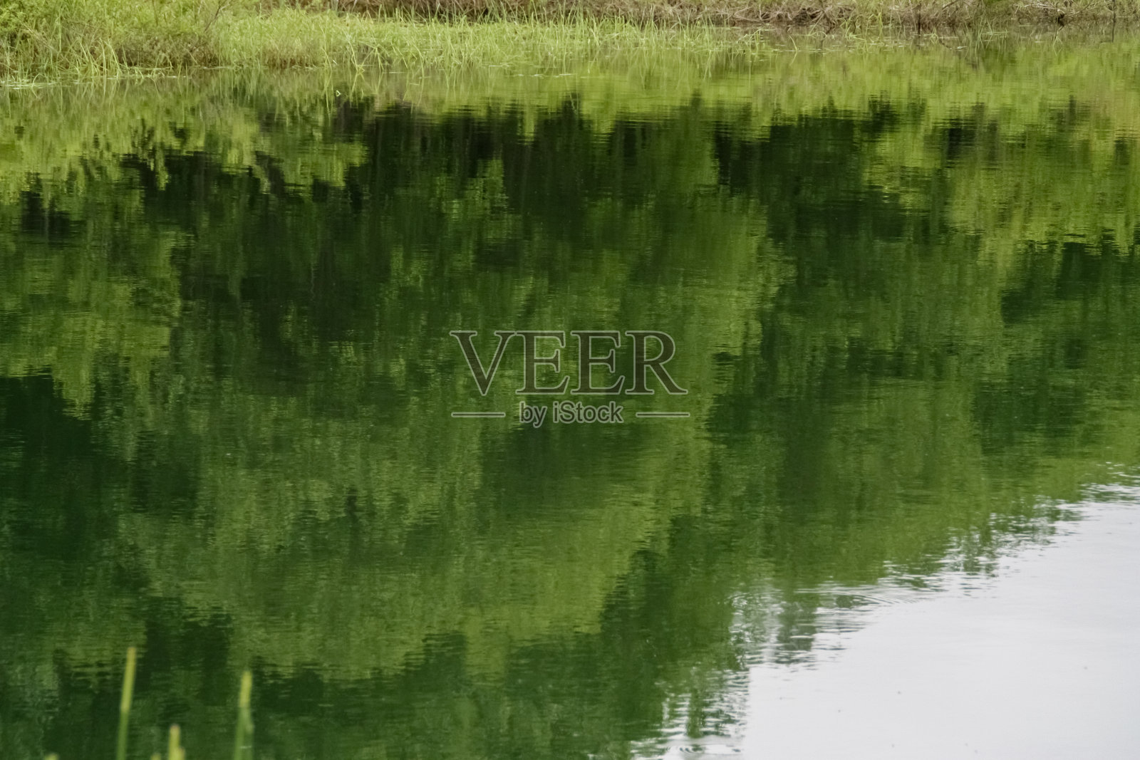 绿色的森林倒映在水面上照片摄影图片