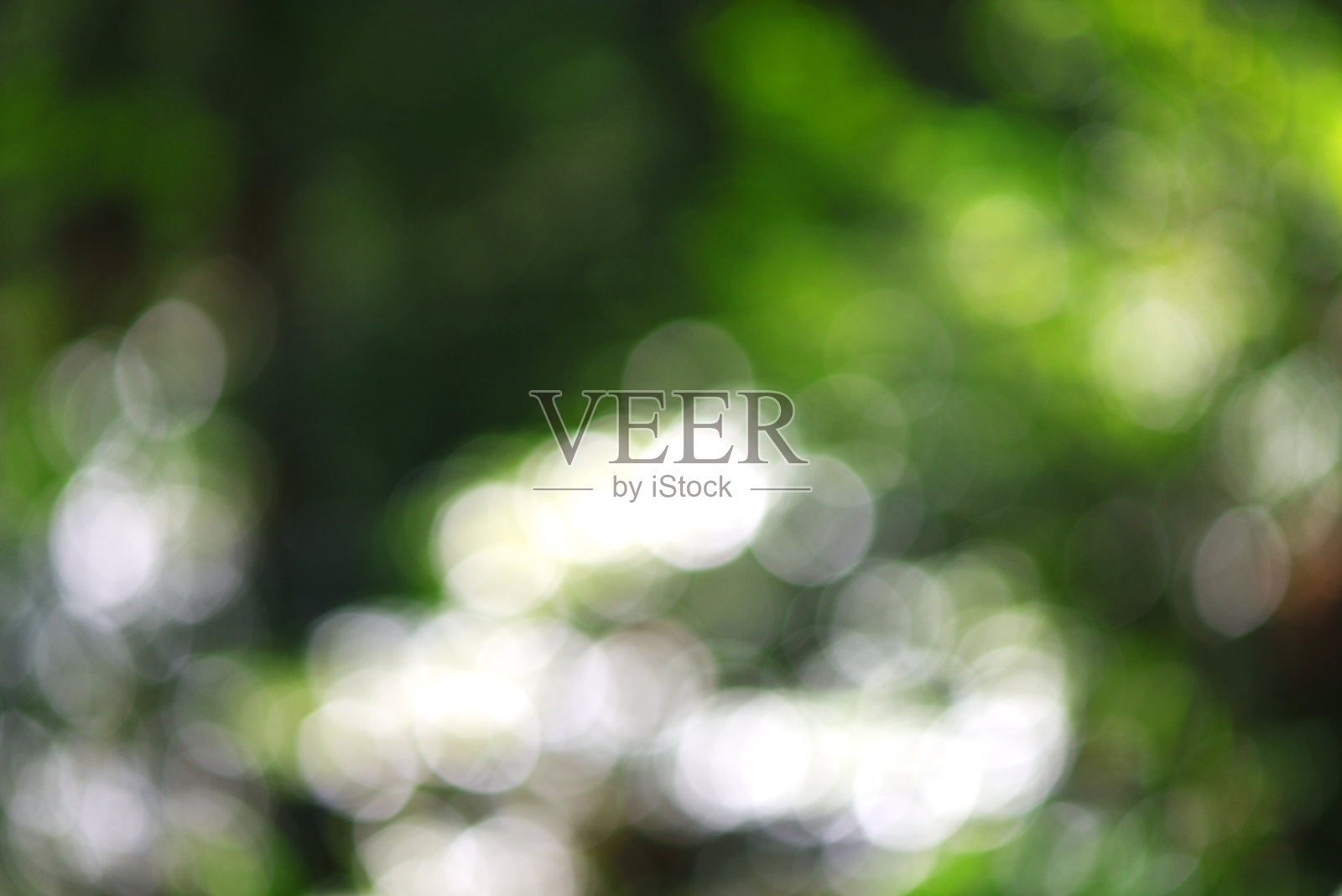 散焦的森林树叶和透过树的阳光照片摄影图片