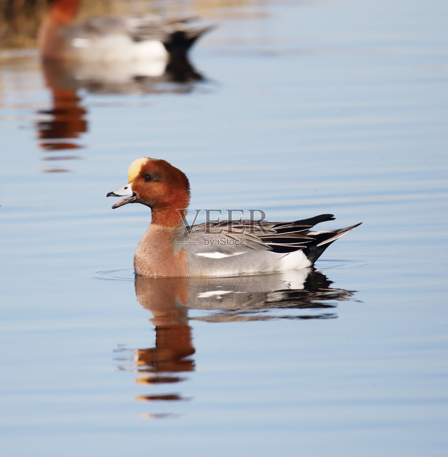 野鸭(Anas penelope)雄性的叫声照片摄影图片