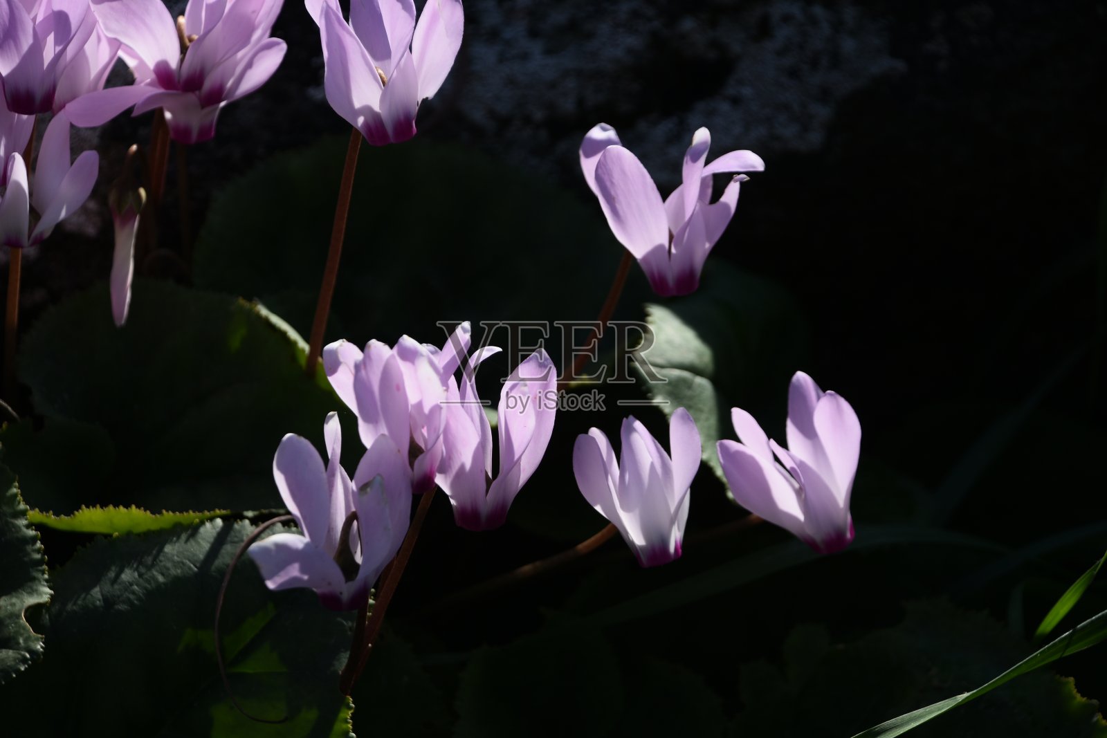 黑色背景上的仙客来照片摄影图片