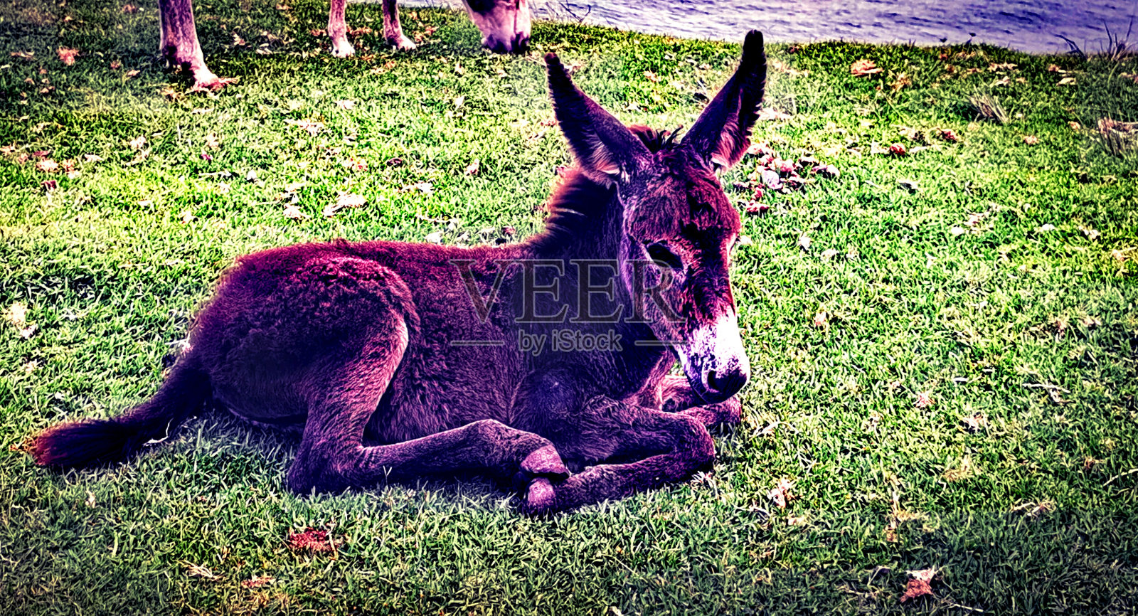 年轻的驴照片摄影图片