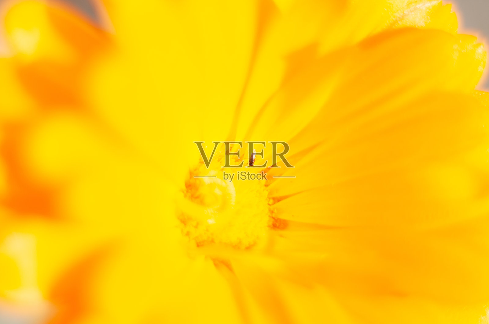 亮黄色的金盏花闭合，替代药物，天然天然的绿色背景照片摄影图片