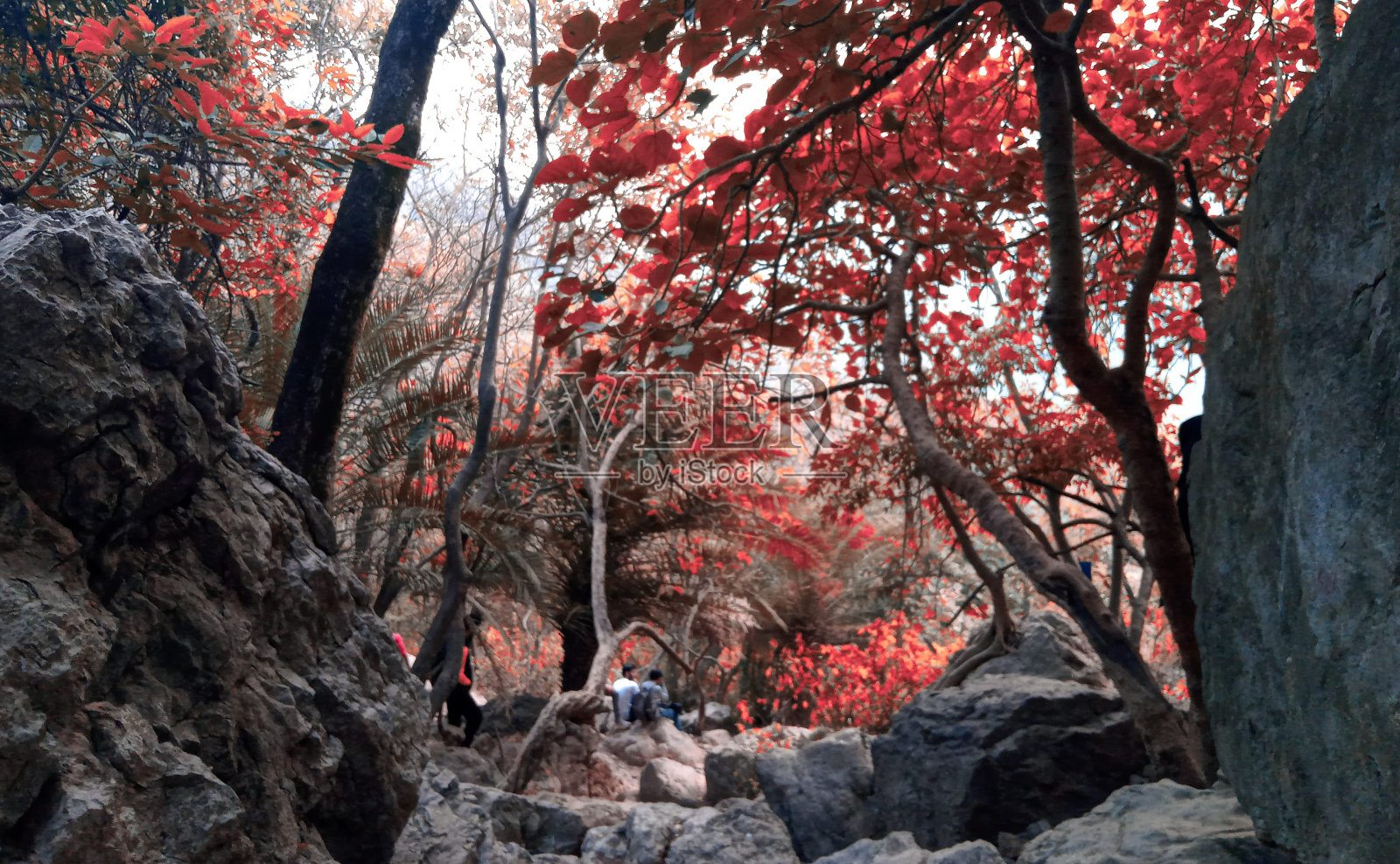 迷失在树林里照片摄影图片