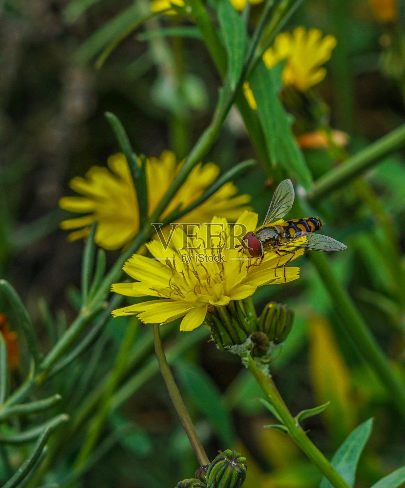食蚜蝇科昆虫bee-like照片摄影图片