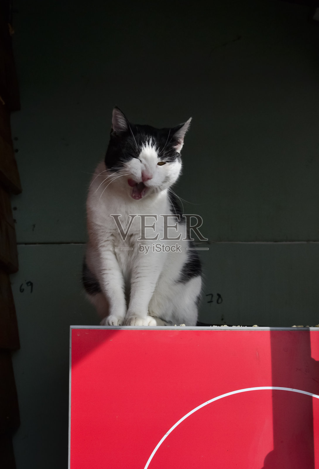 黑色和白色燕尾服猫咀嚼和坐在一个红色的盒子照片摄影图片