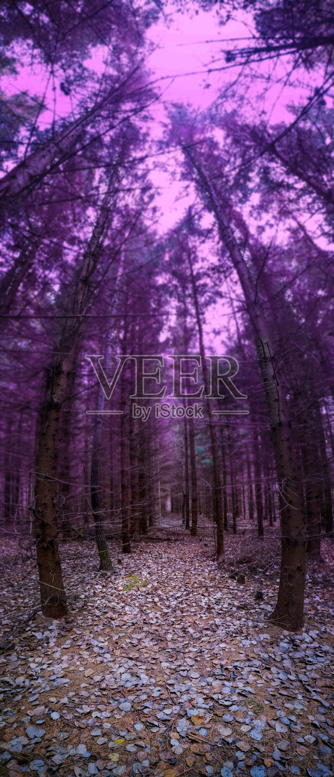 全景垂直照片的神圣的浓密黑暗的秋天森林。照片摄影图片