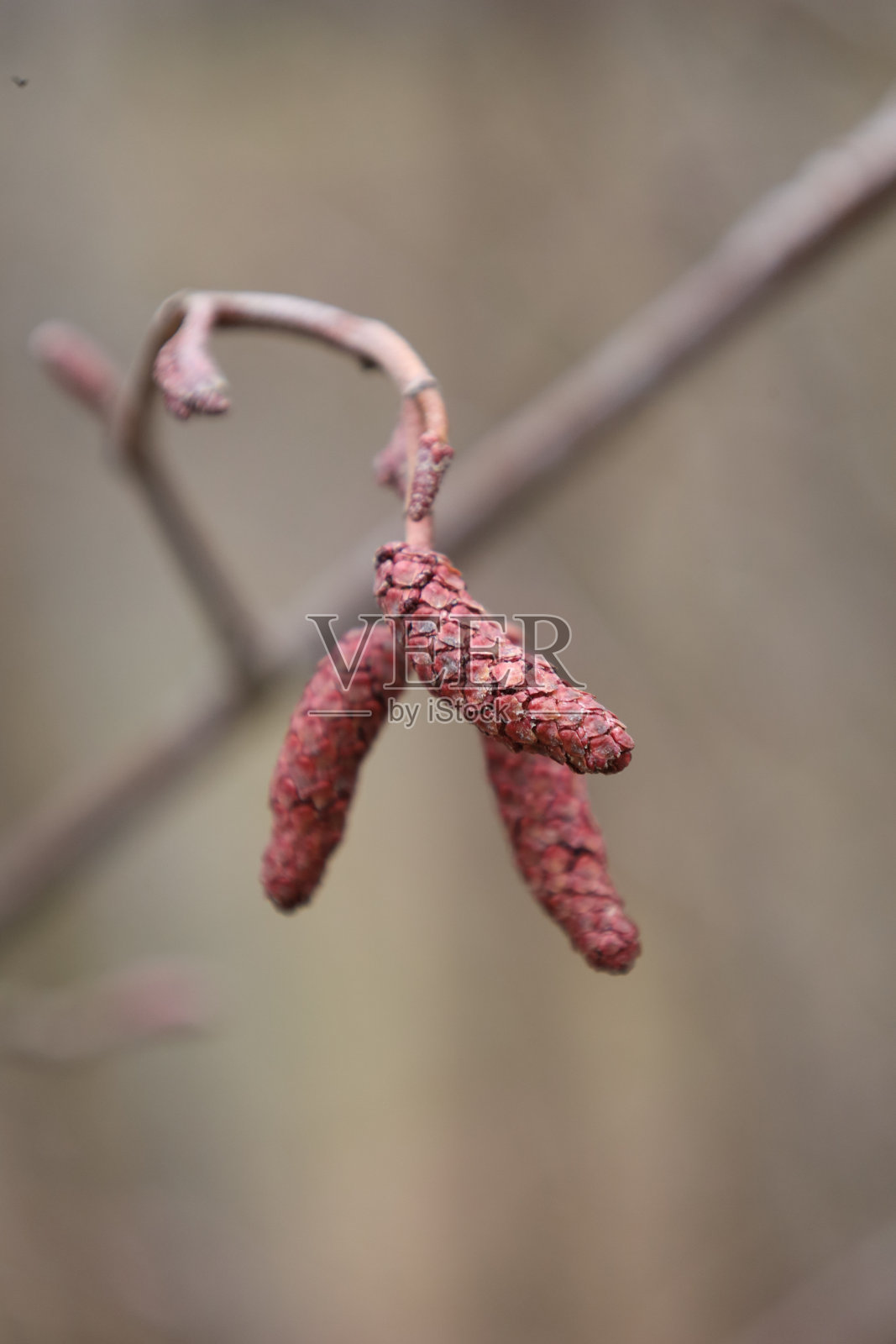 阿尔德·卡特金照片摄影图片
