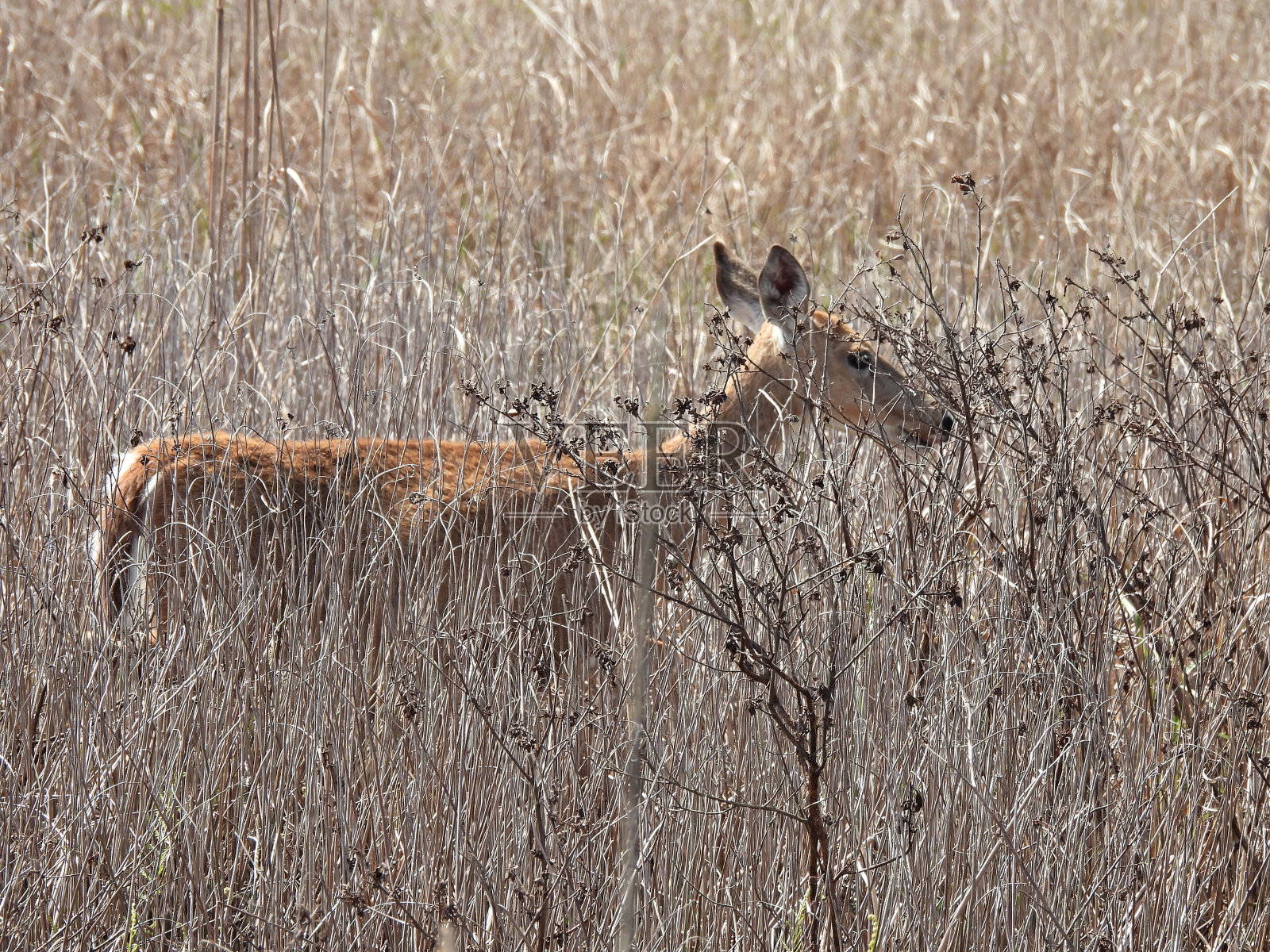 干燥草原草丛中的白尾鹿(Odocoileus virginianus)照片摄影图片
