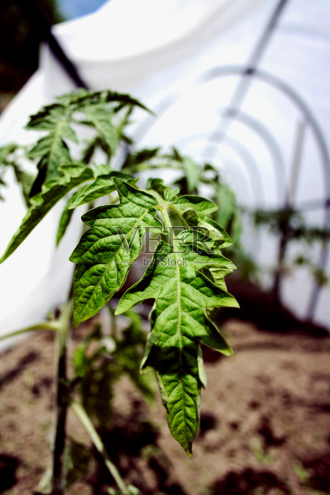 在温室里种西红柿照片摄影图片