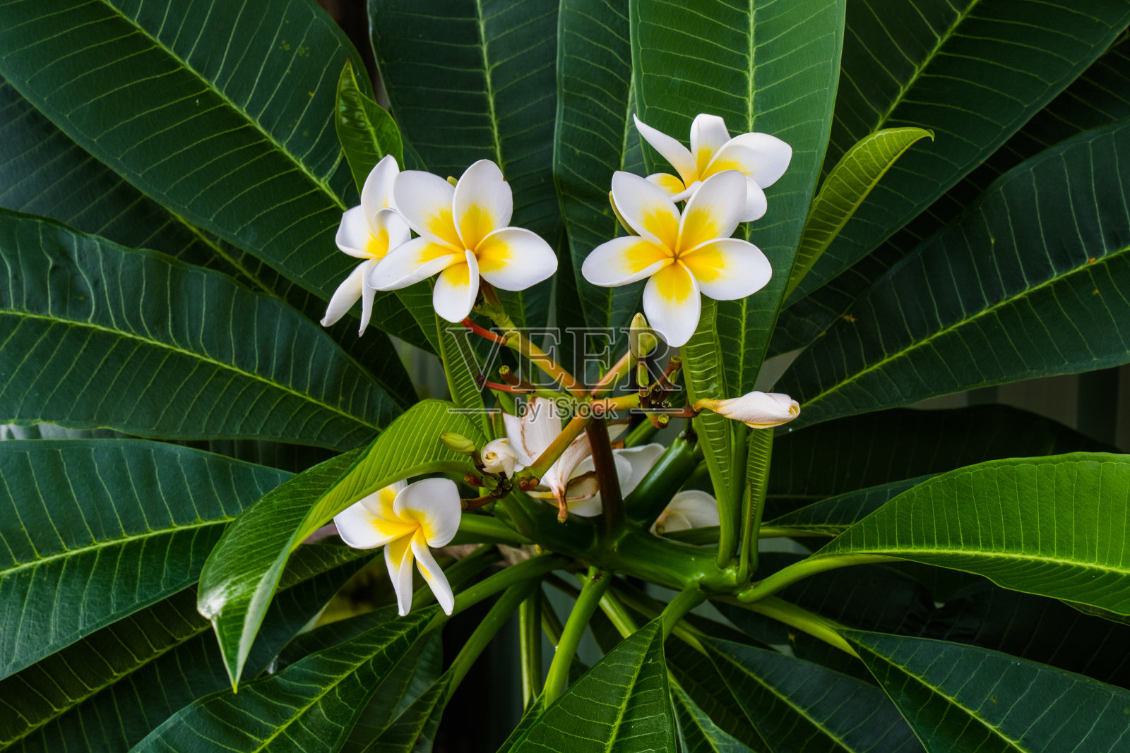 树上的鸡蛋花照片摄影图片