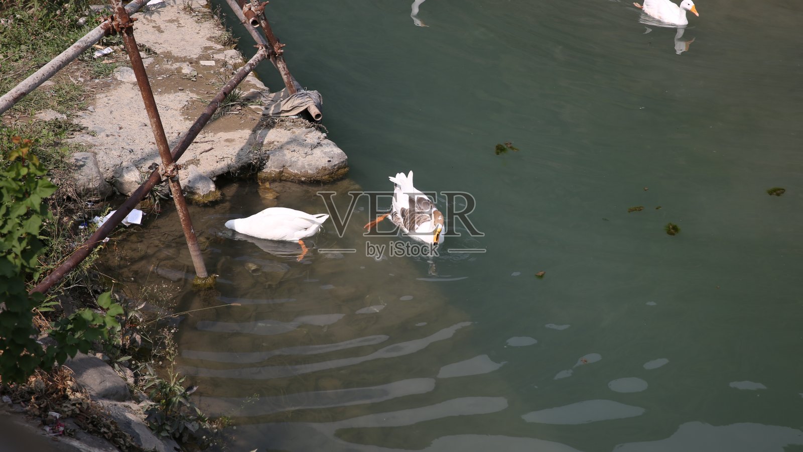 鸭子照片摄影图片