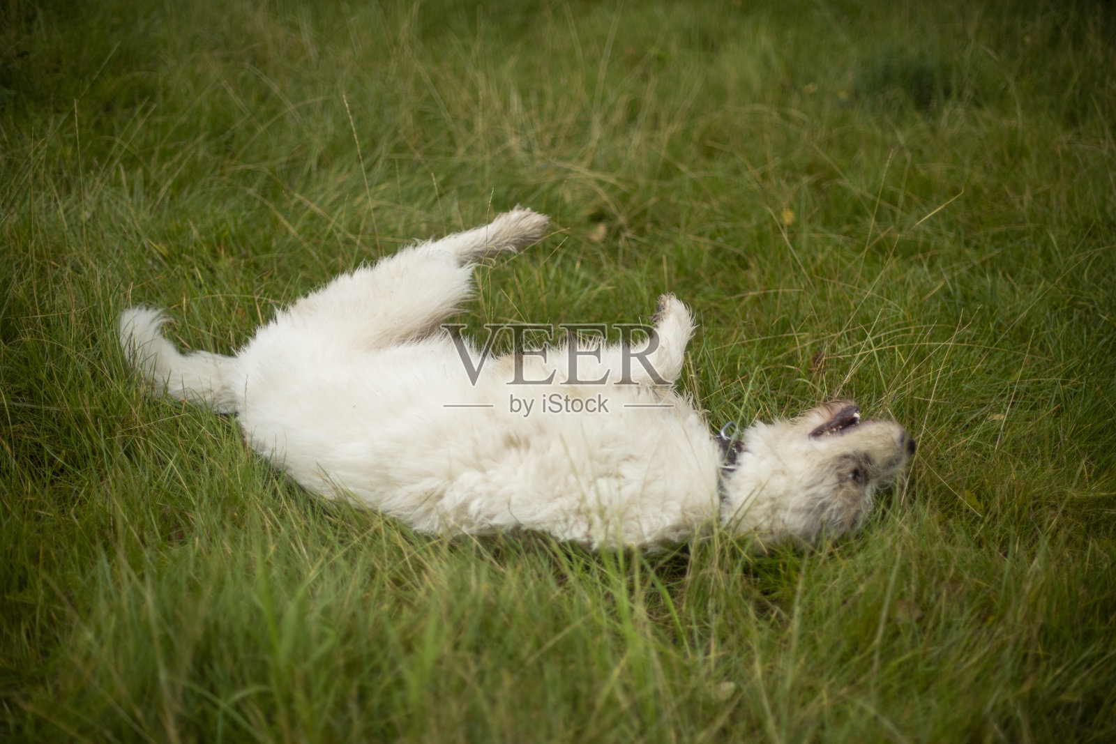 狗躺在草地上。带着白毛宠物散步。夏天的狗散步。照片摄影图片