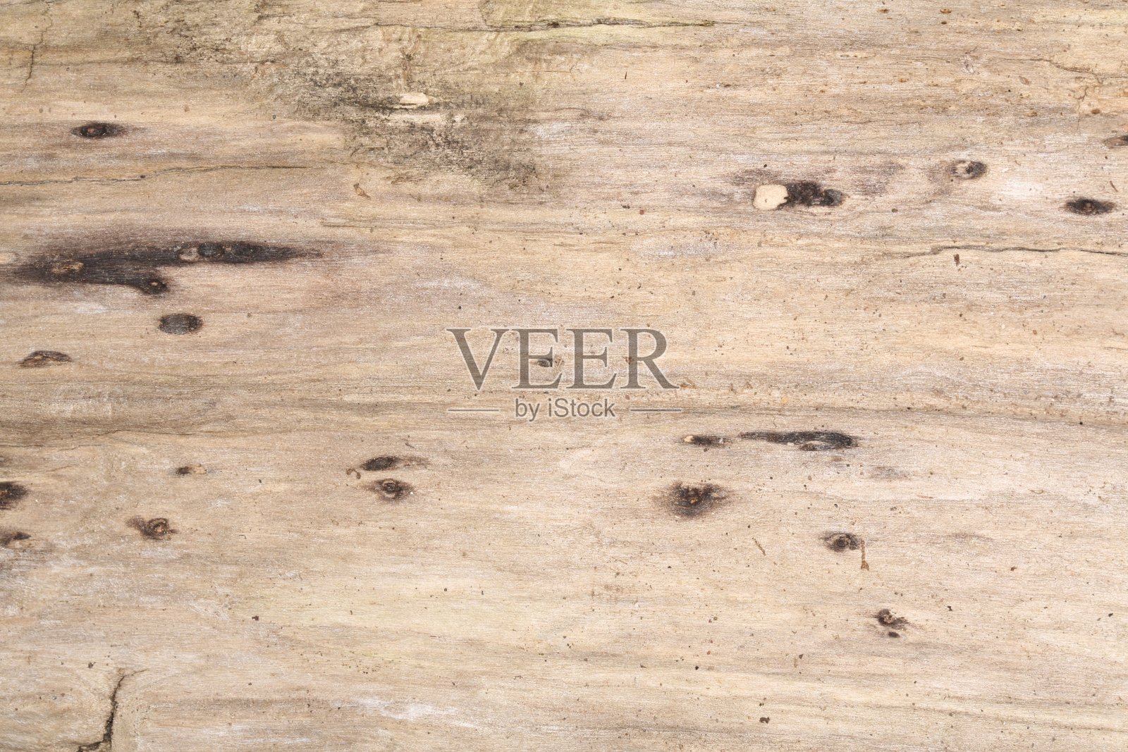 轻和光滑的浮木宏。照片摄影图片