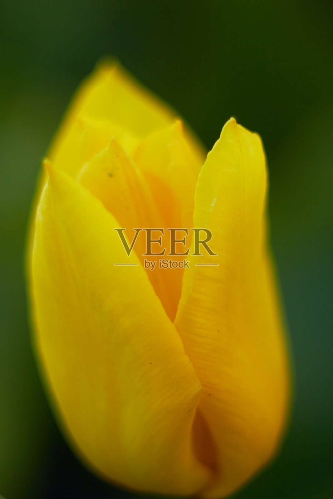 在模糊的背景上，五颜六色的郁金香黄色花朵。美丽的大自然。春天，青春，成长观念。照片摄影图片