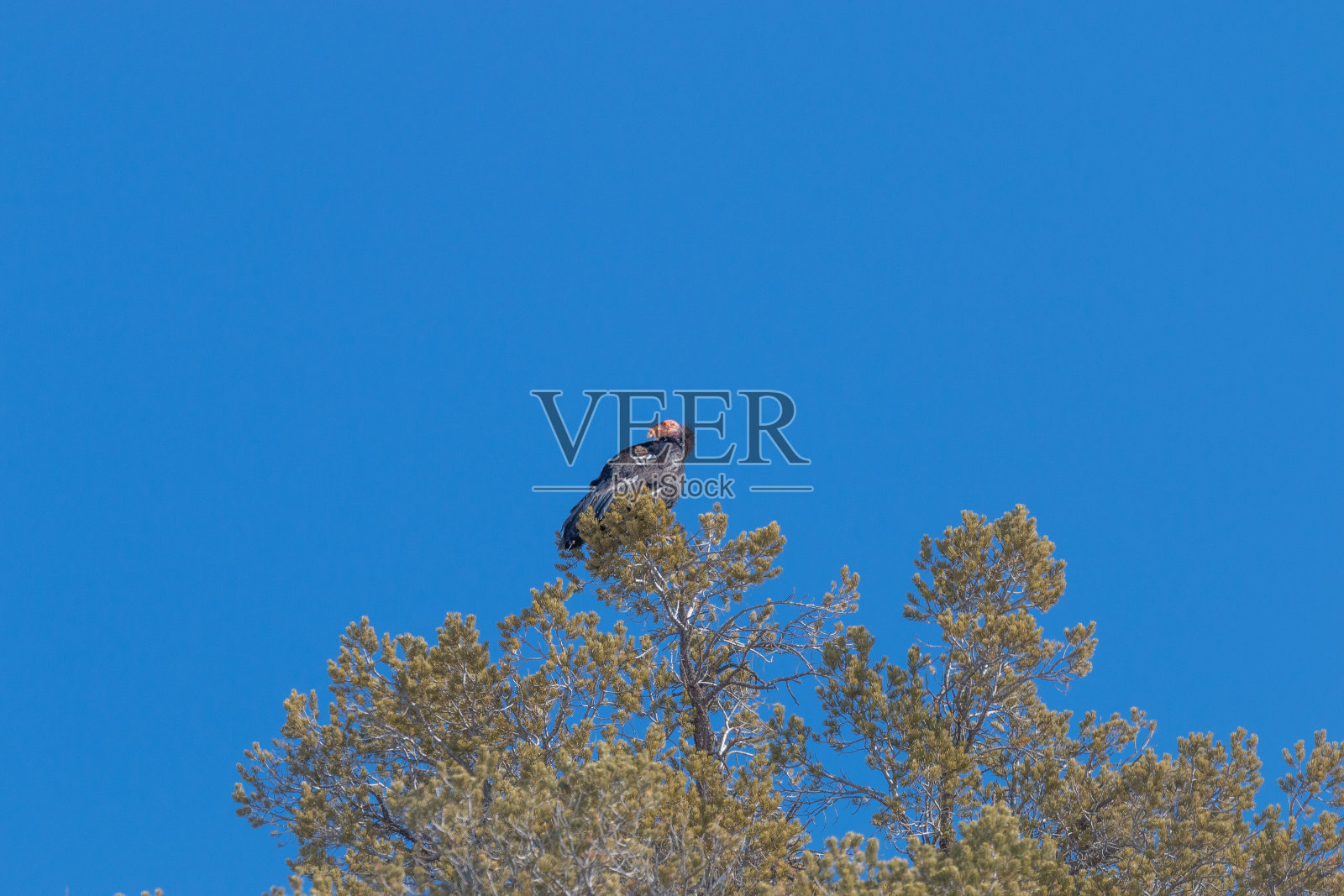 濒危的加州秃鹰与研究标签照片摄影图片