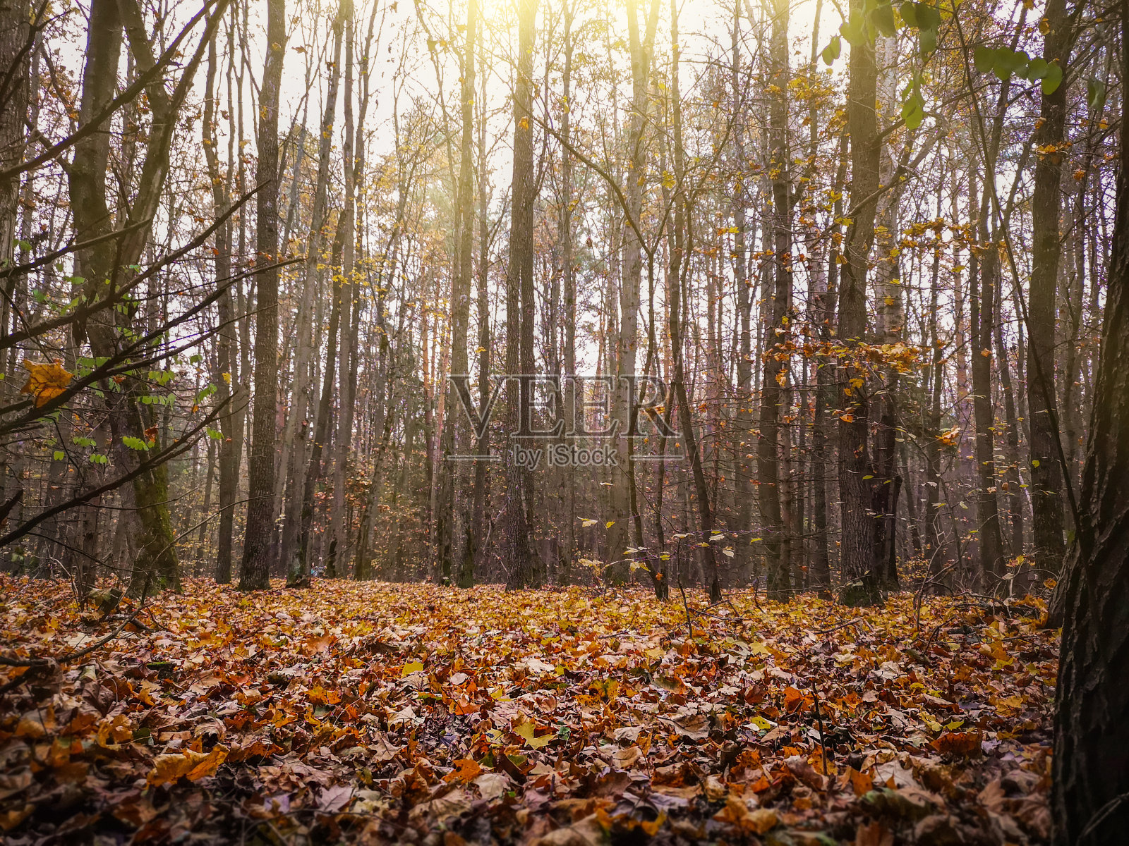 可爱的梦幻秋天雾季节森林。令人敬畏的梦幻森林照片摄影图片