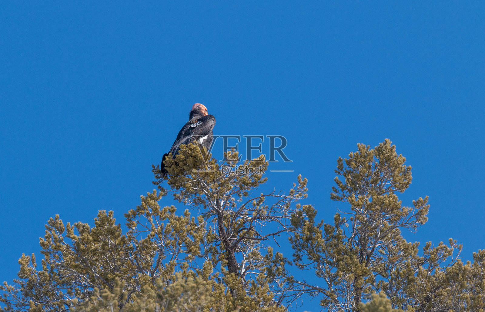 濒危的加州秃鹰与研究标签照片摄影图片