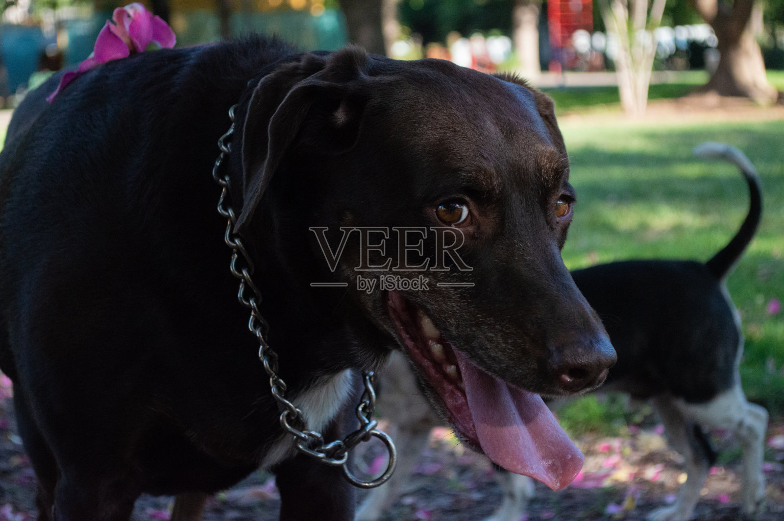 有趣的狗照片摄影图片