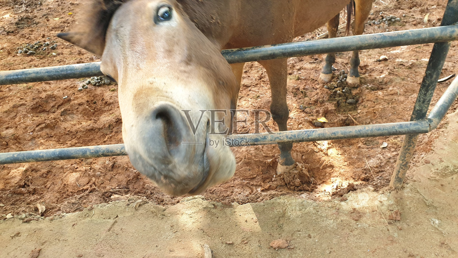 马照片摄影图片