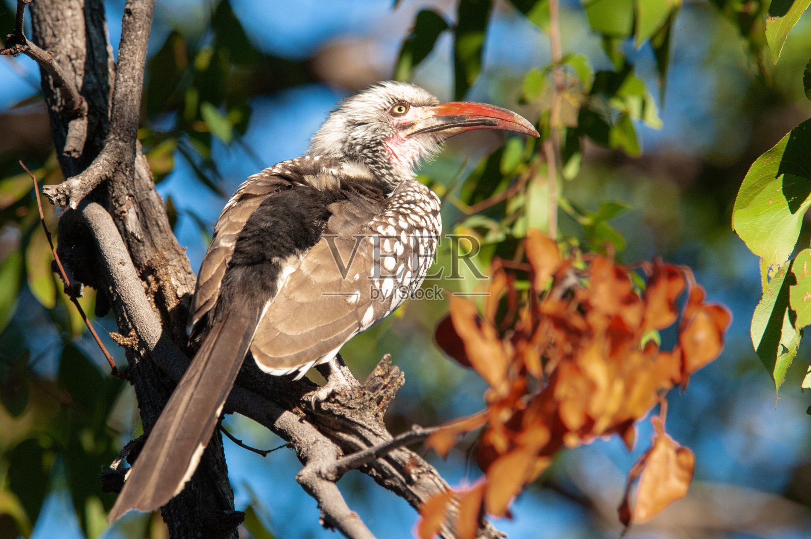 南非博茨瓦纳，一个南部黄嘴犀鸟(Tockus leucomelas)在一个彩色背景的树枝上的特写。非洲的狩猎之旅。照片摄影图片