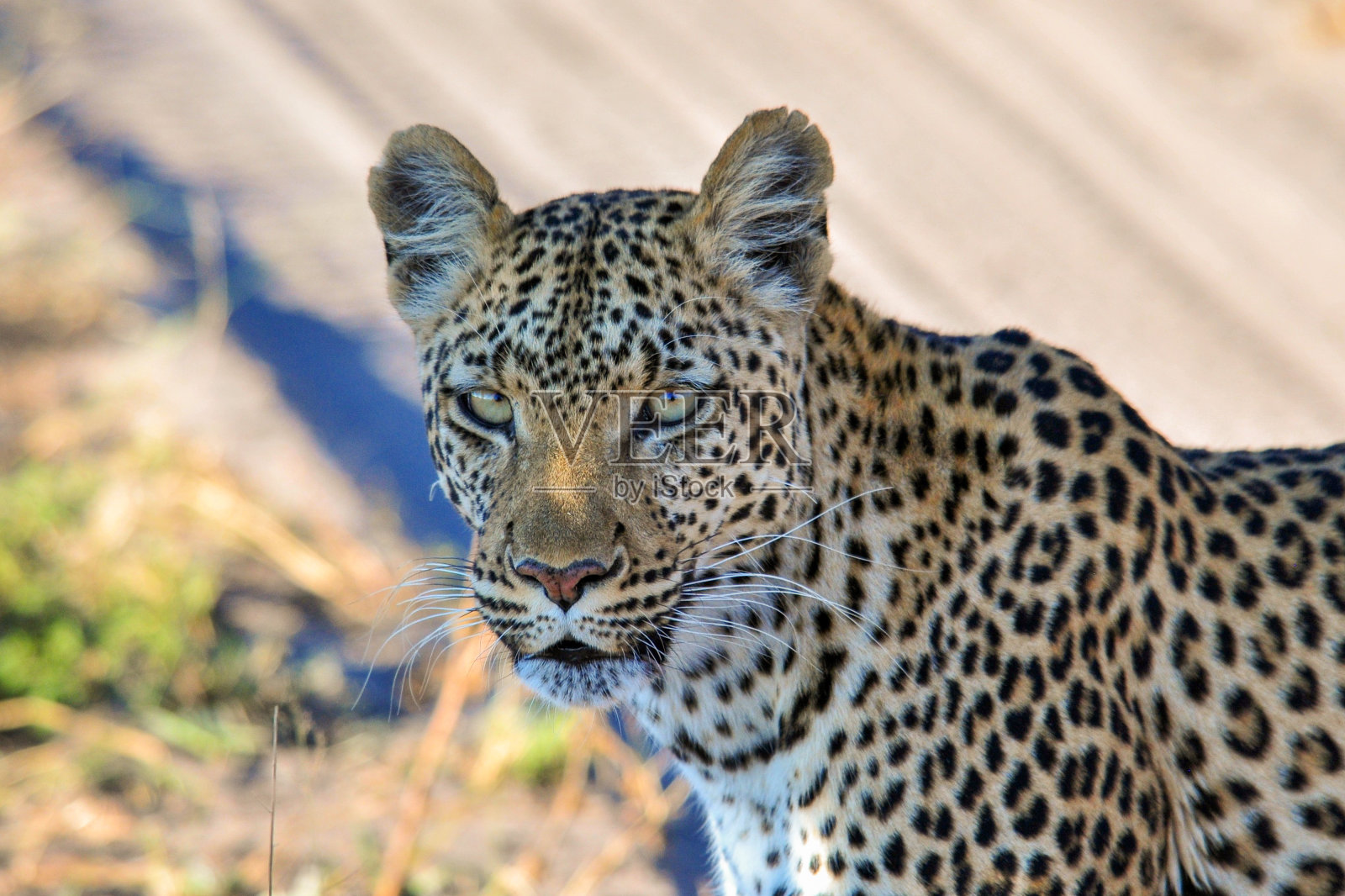 一只雄性非洲豹的脸部特写。走在干燥的沙滩上。博茨瓦纳、南非。非洲的狩猎之旅。照片摄影图片